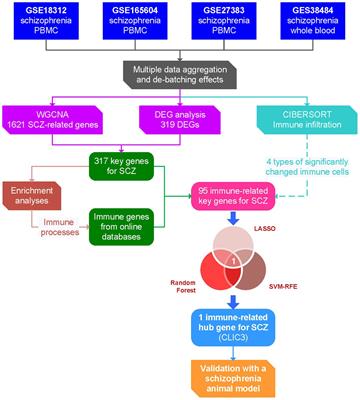 Identification of immune-related biomarkers in peripheral blood of schizophrenia using bioinformatic methods and machine learning algorithms